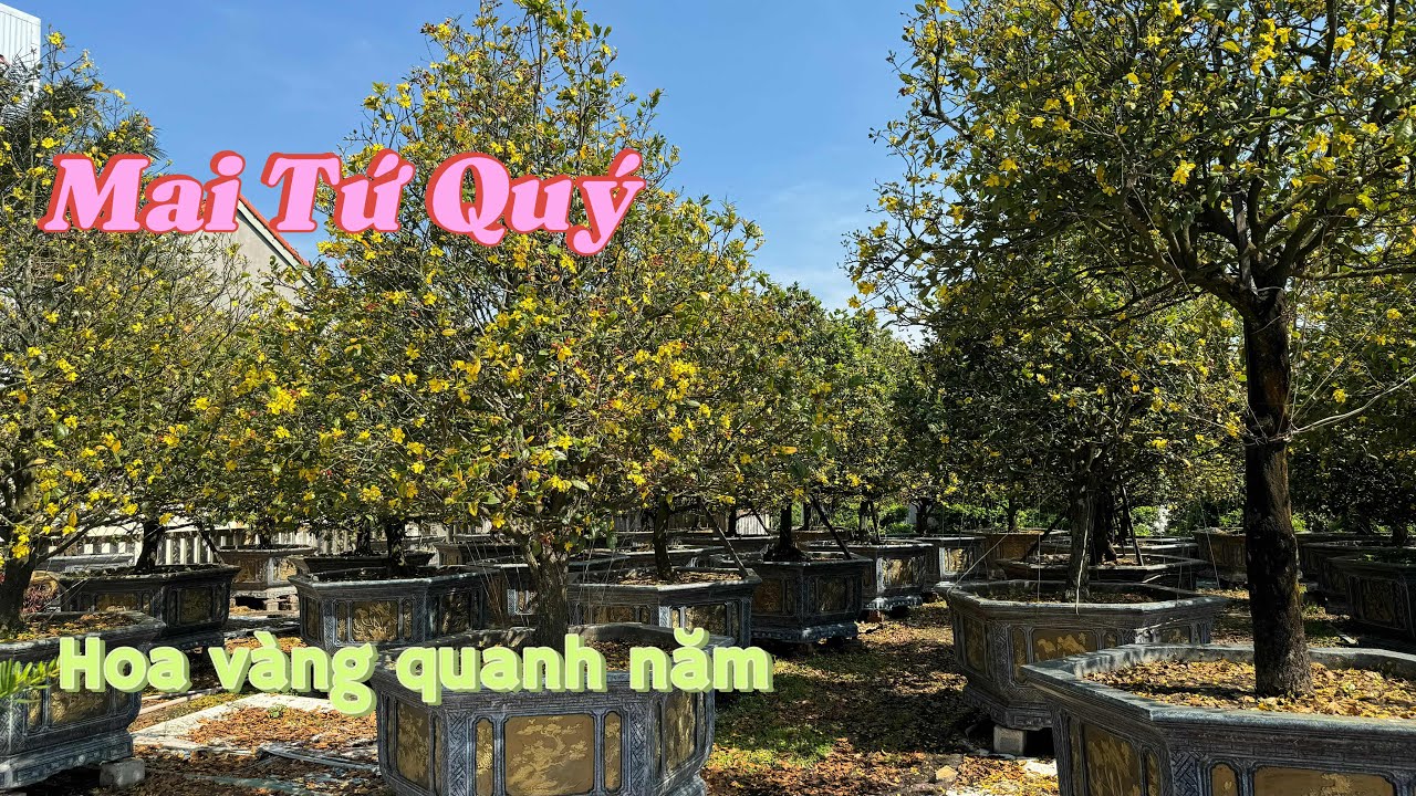 Chiêm Ngưỡng Vườn Mai Tứ Quý Trổ Hoa Vàng Rực Tại Duy Xuyên Quảng Nam