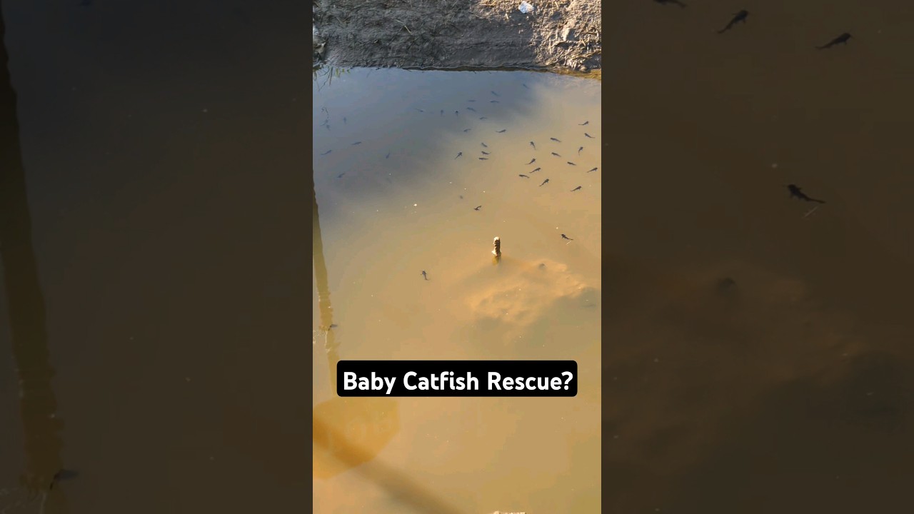 All These Baby Catfish are Stuck in This Puddle, Should I Come Back and Rescue Them?