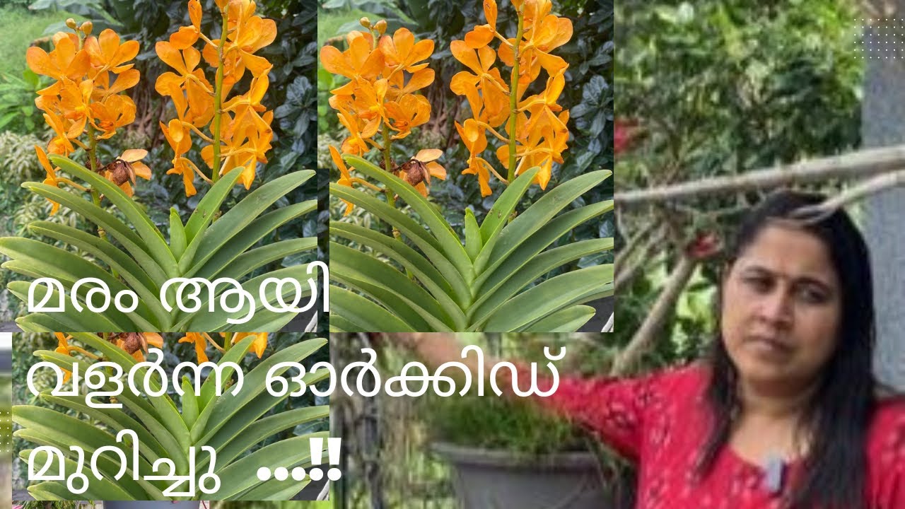 How to Repot Mokara Orchid | MOKARA ORCHID PLANT CARE MALAYALAM | മൊക്കാറ ഓര്ക്കിഡ്  @ajithapillai
