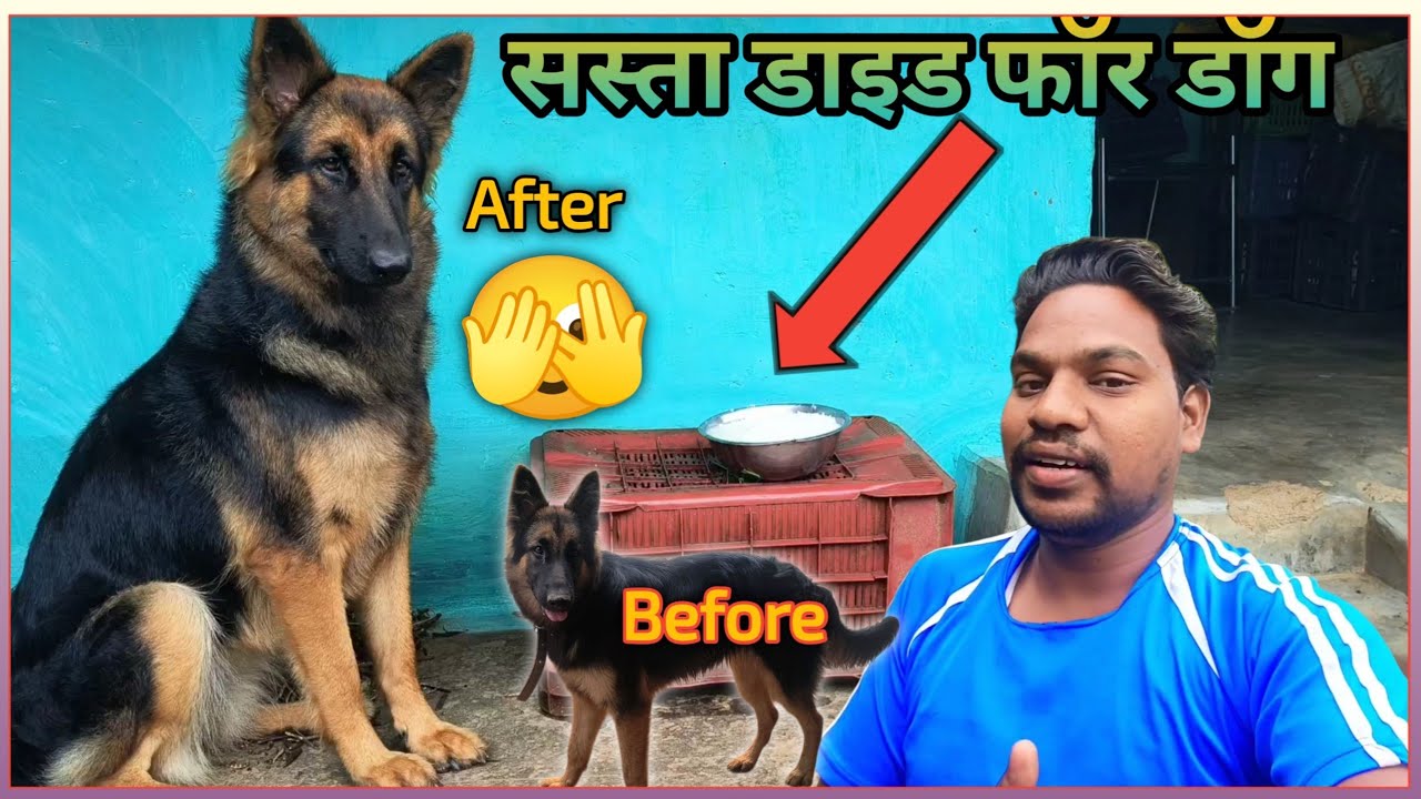 Mai apne dog Chery ko dailly kya khilata hu | Dailly diet routine at village 🫡 #bennypurivlogs 