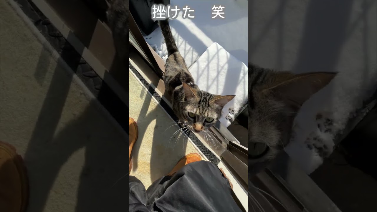 Mikoちゃん初めての雪♪ みこにゃ〜♪(´天｀=)♪