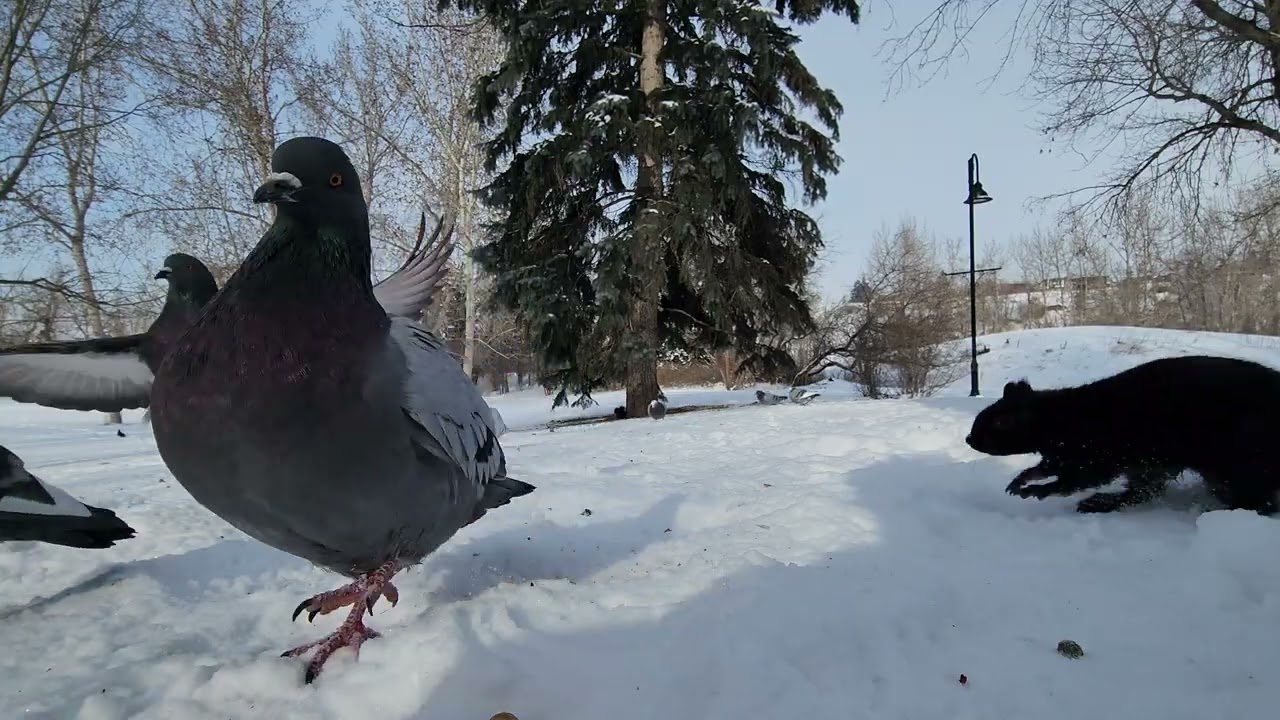 🐿️🐦❄️🥶