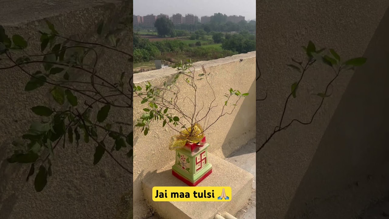 #TulsiPlant #KartikMahina #TulsiVivah #TulsiMata #TulsiPuja #TulsiCare #KartikMonth #TulsiBhakti