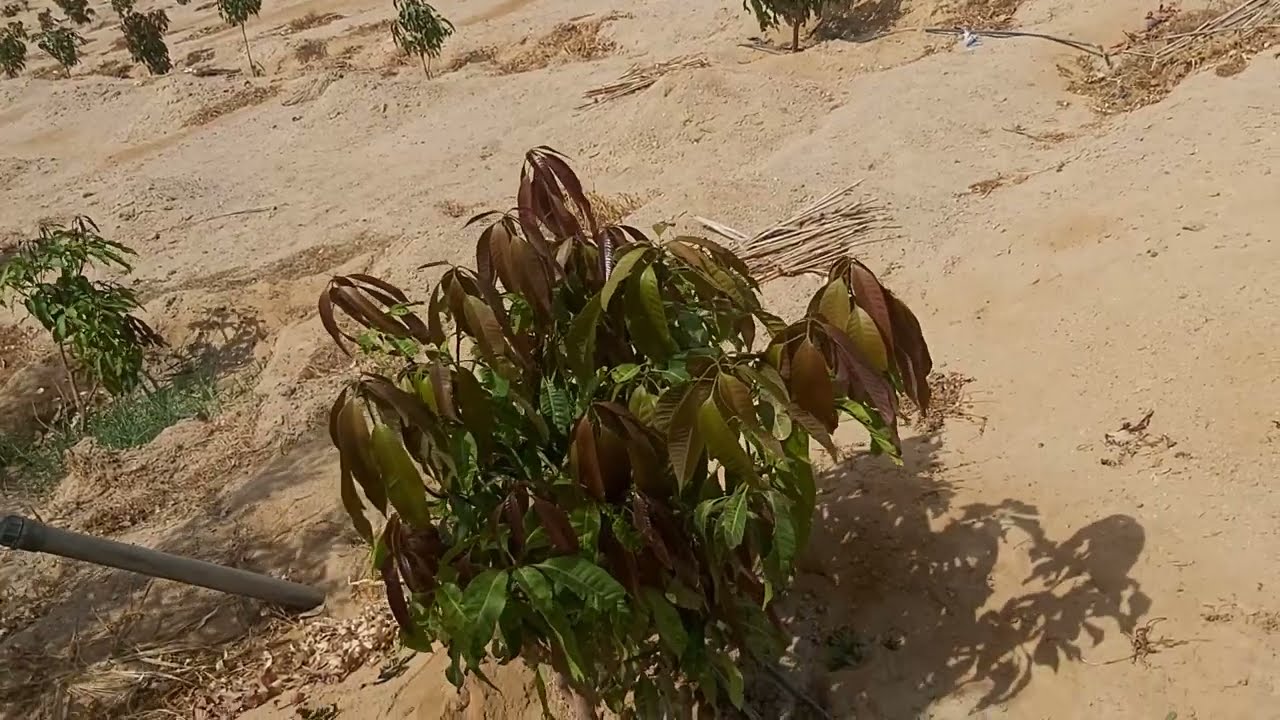 اجمل مزرعه مانجو ممكن تشوفها اقل من عمر سنه واتس 01022222527