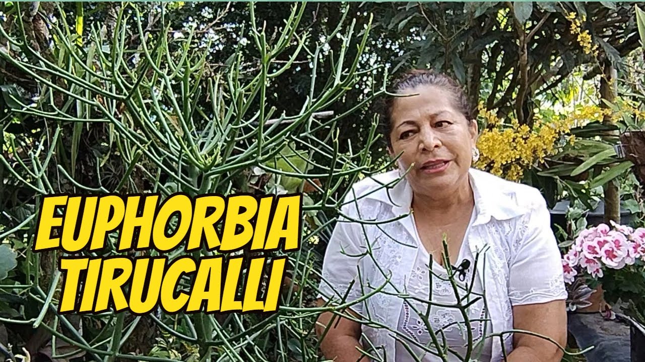 El mundo de las EUPHORBIAS tirucallis | Árbol de los dedos.