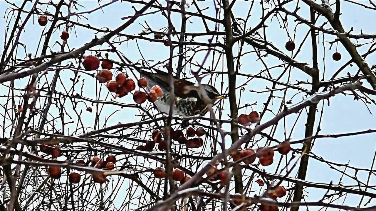 Smilginis strazdas (Turdus pilaris) mėgaujasi rojaus obuoliukais