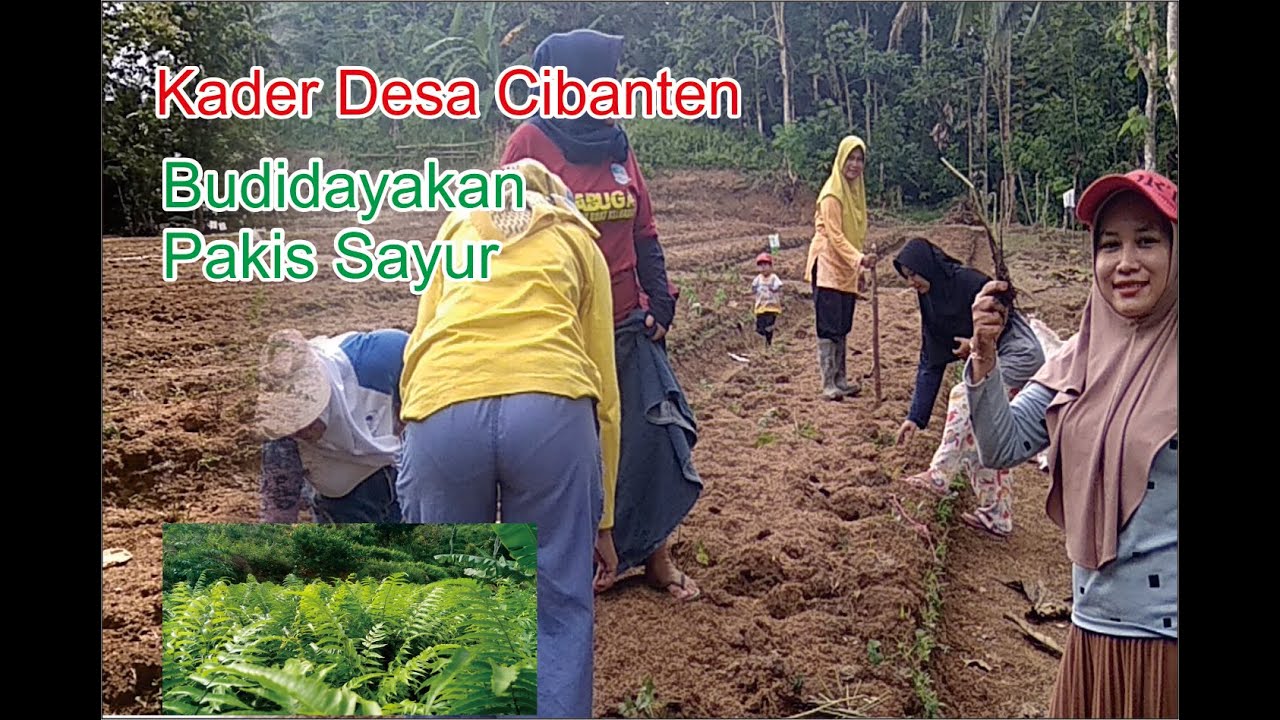 BUDIDAYA TANAMAN PAKIS SAYUR
