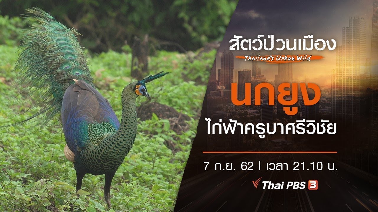 นกยูง ไก่ฟ้าครูบาศรีวิชัย : สัตว์ป่วนเมือง (7 ก.ย. 62)