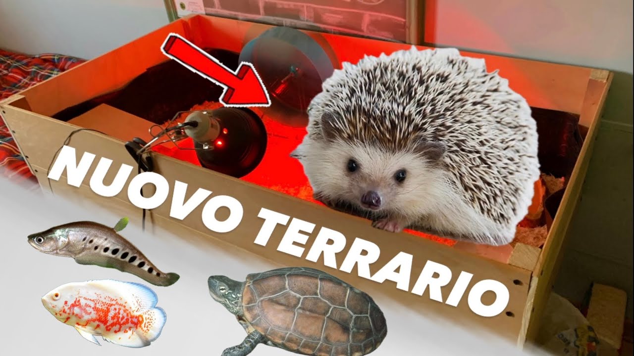 NUOVO TERRARIO per il RICCIO AFRICANO + aggiornamento animali