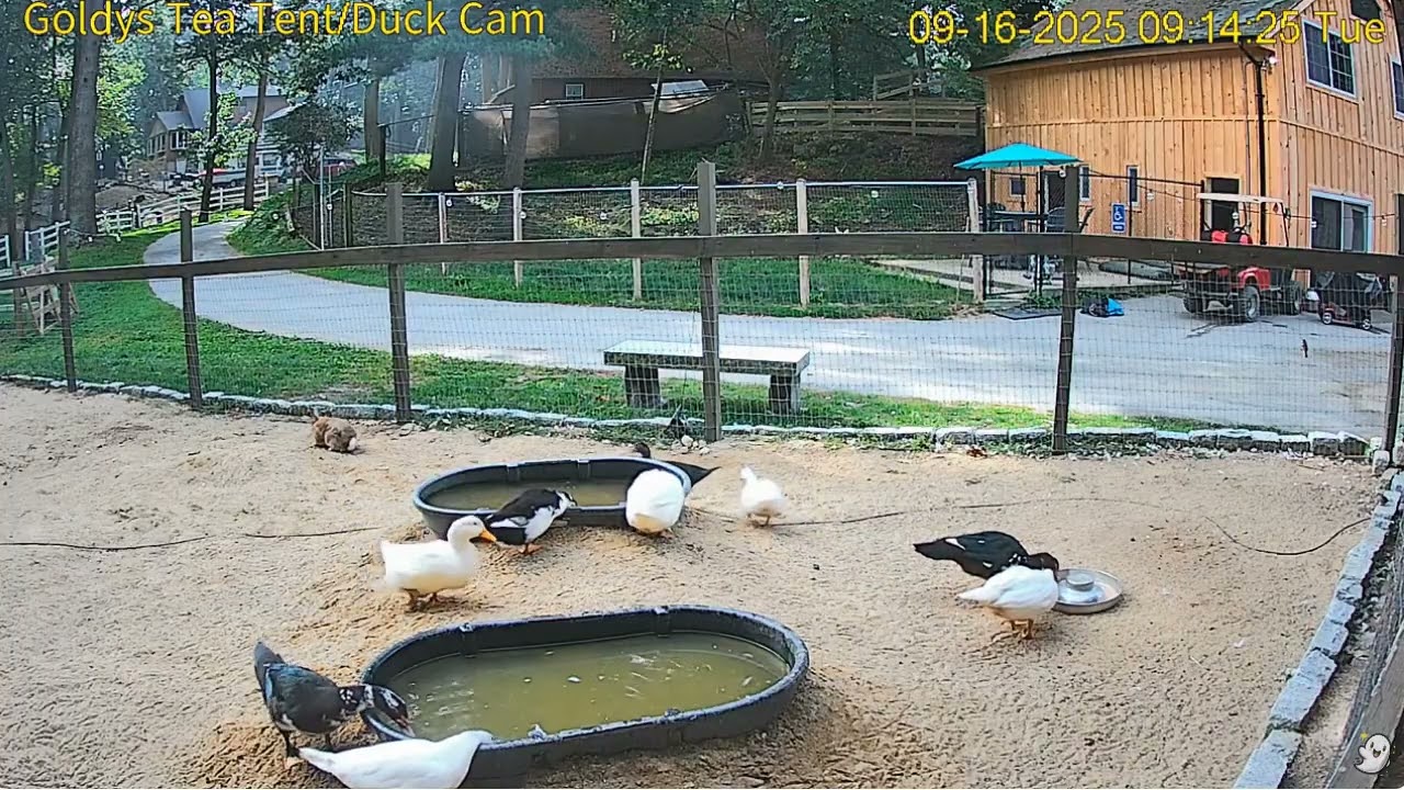 Goldy'sTeaTent 912am Duck flies over fence n Janine puts loose duck back in area;914am Ziggy9162025