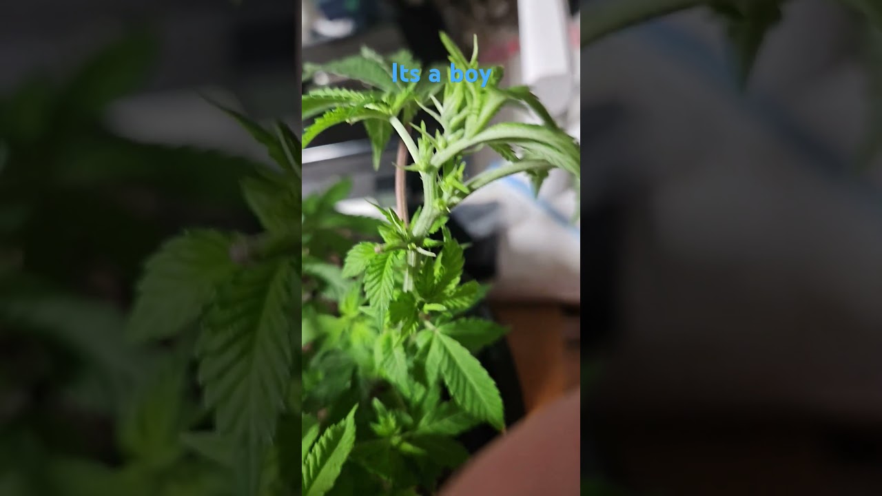 how to identify male plants early flower