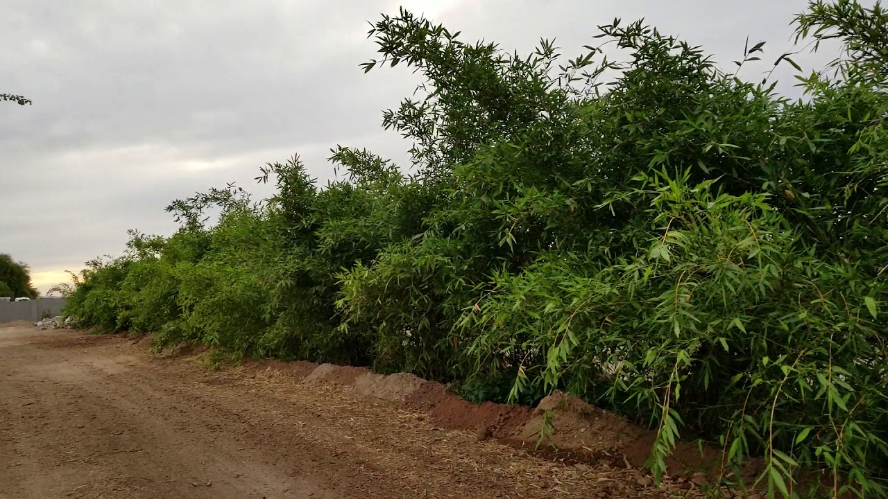 Growing bamboo in Phoenix AZ - BEAUTIFUL!!!