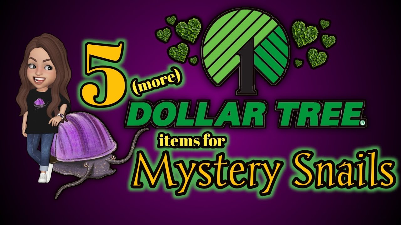 5 (ещё) предметов Dollar Tree для Mystery Snails