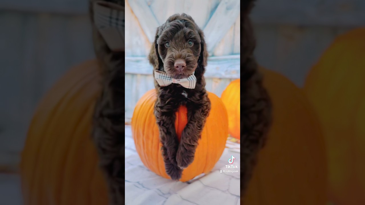 6 Week Old Goldendoodles! Chocolate Factory