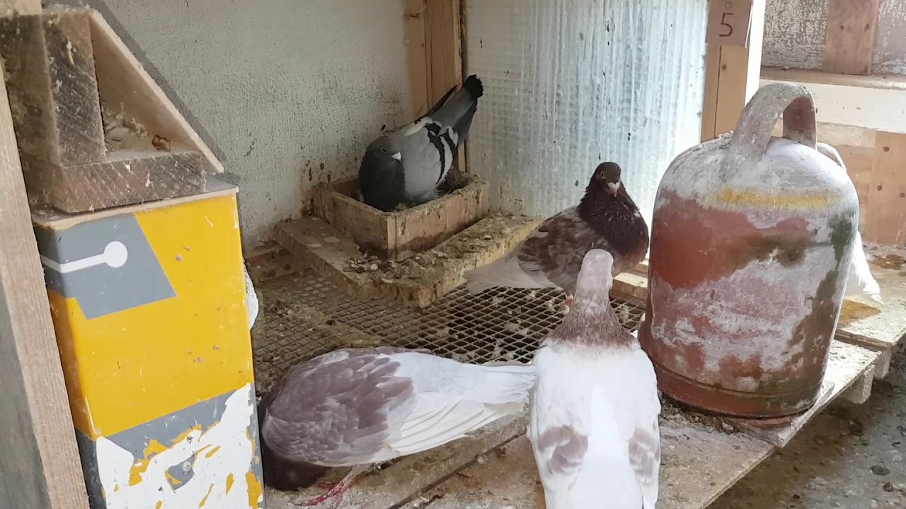 Cómo preparar al palomo ladrón para trabajar 03