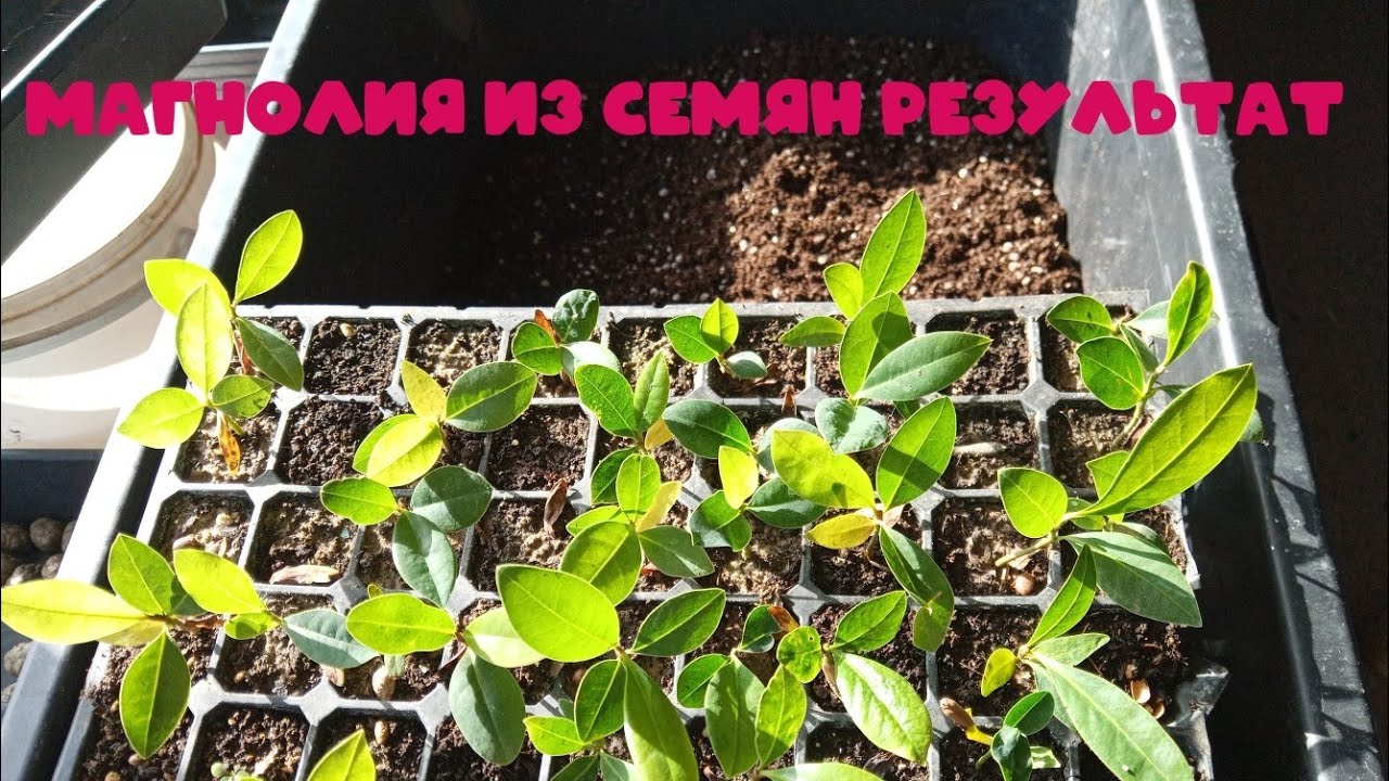 Результат посева семян магнолии 