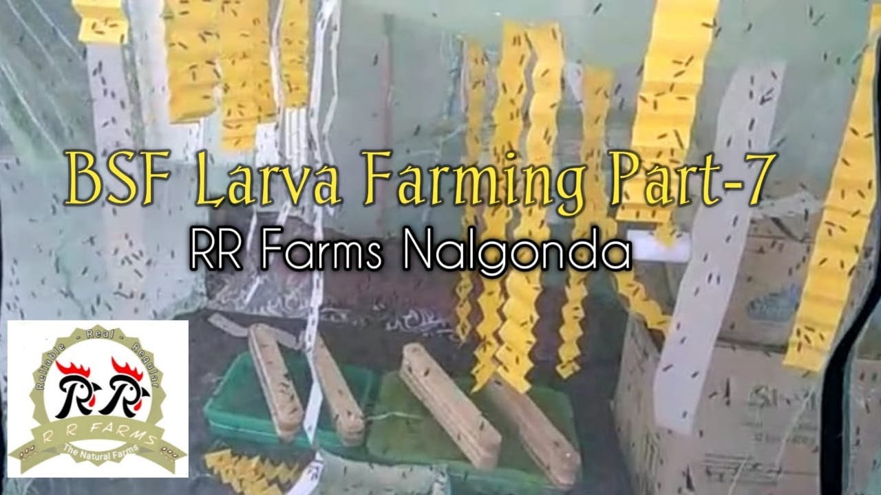 BSF Larva Farming Part-7