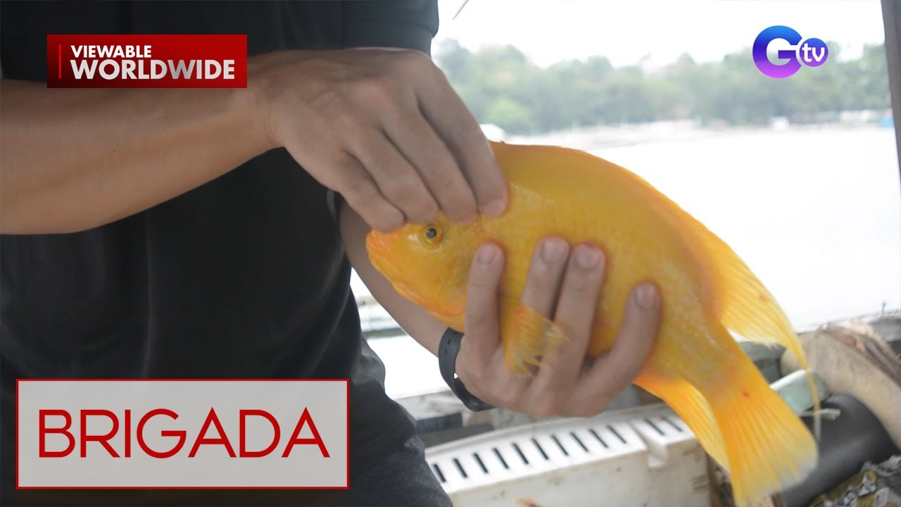 Isda sa lawa ng Laguna, kulay ginto?! | Brigada