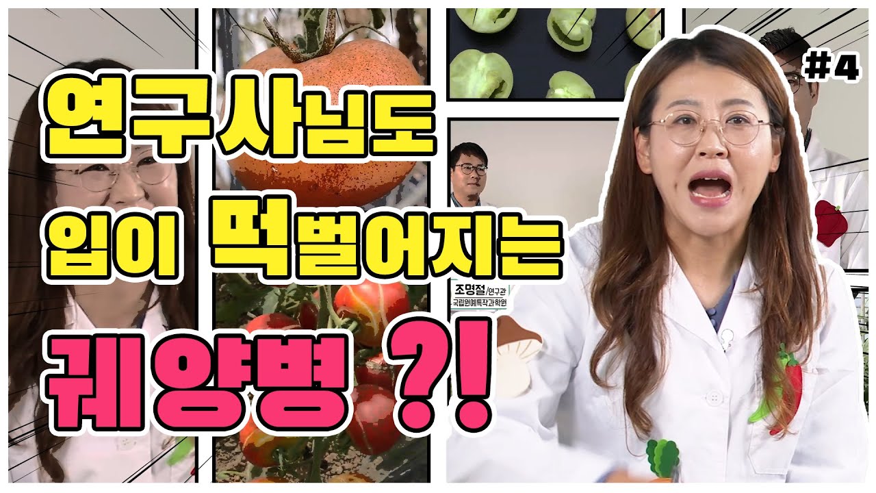 토마토 주요 병해충 및 생리장해 - 궤양병