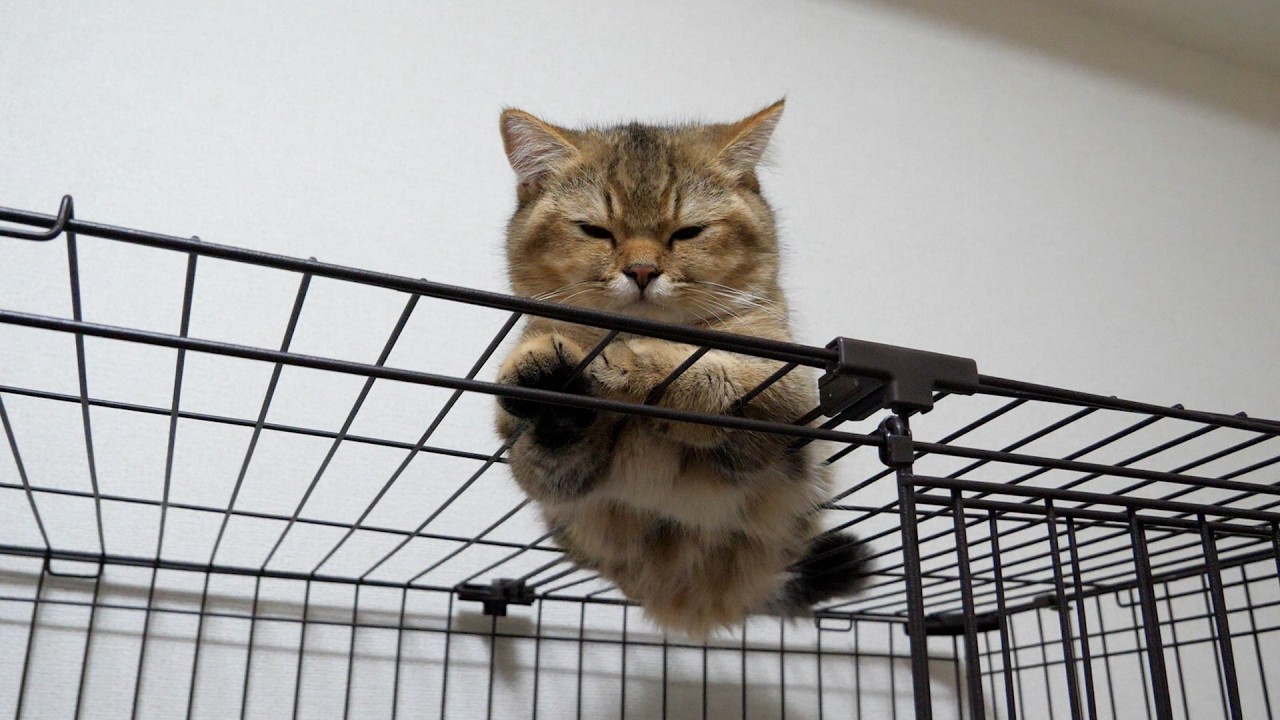 Here's a cat relaxing in an unexpected spot...