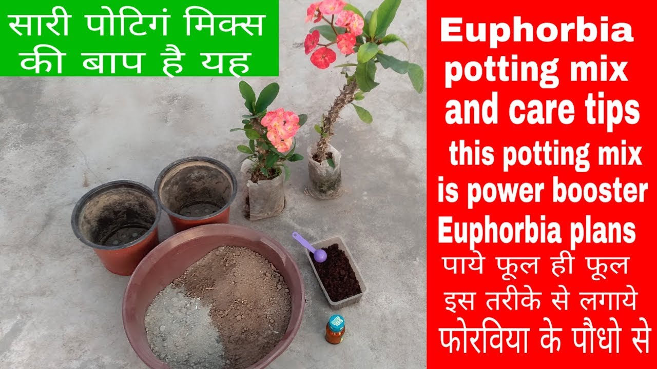 Euphorbia potting mix and care tips power booster for Euphorbia plans.