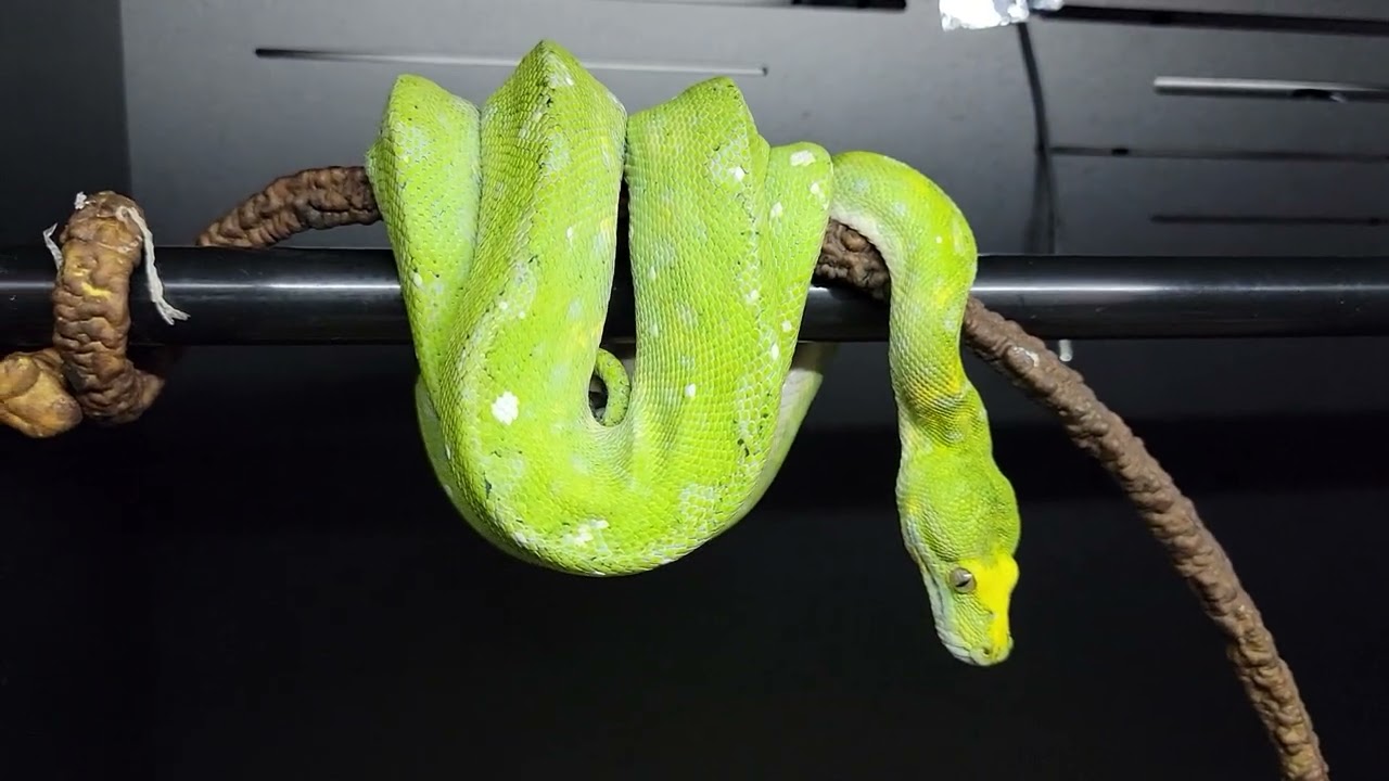 Arboreal snakes setup!!!