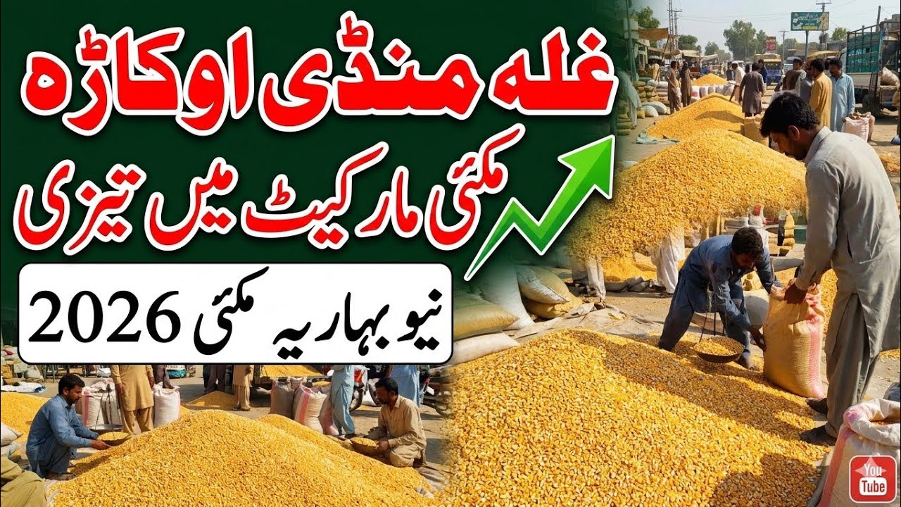 New Maize Rate Today Okara Mandi | Makki Rate Today Punjab | 14 June 2026 | Maize Price Update