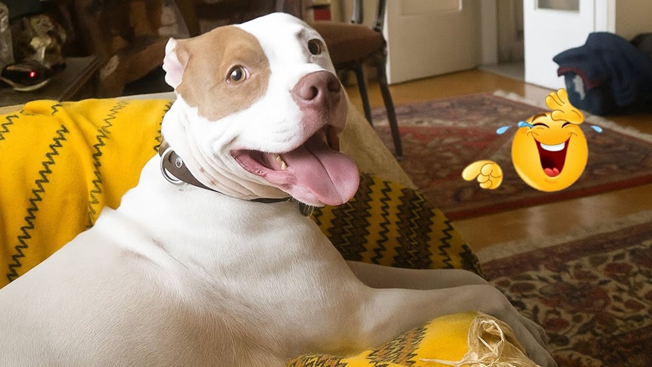 These Dog Videos of the Year Will Make You Laugh Way Too Hard 😂🐶