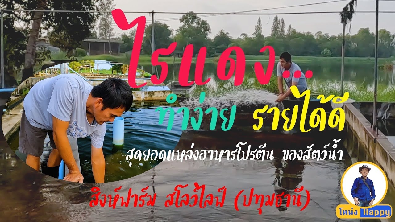 เพาะไรแดง สุดยอดอาหารโปรตีนของสัตว์น้ำ ที่สิงห์ฟาร์มสโลวไลฟ์ ปทุมธานี #เพาะไรแดง #อาหาร #สัตว์น้ำ