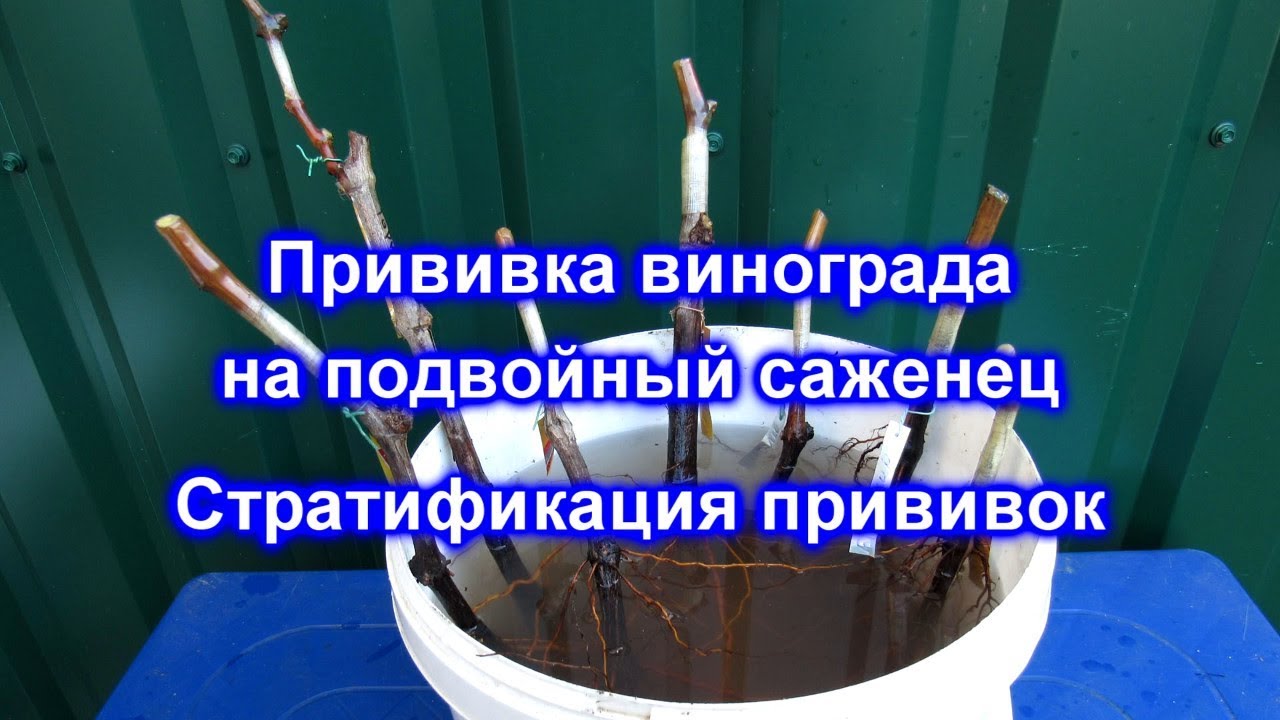 Прививка винограда на подвойный саженец. Стратификация прививок.