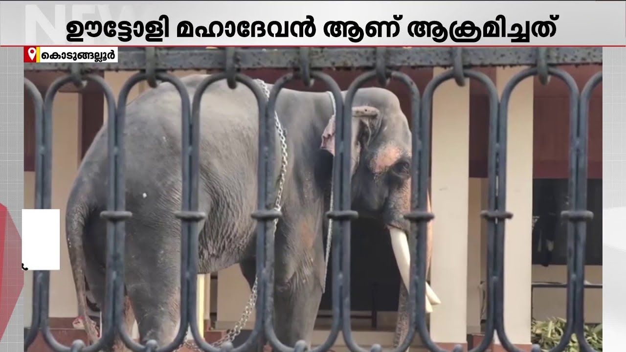 ഉത്സവത്തിനെത്തിയ ആന കൂടെയുണ്ടായിരുന്ന ആനയെ കുത്തിപ്പരിക്കേല്‍പ്പിച്ചു | Uttoly Mahadevan