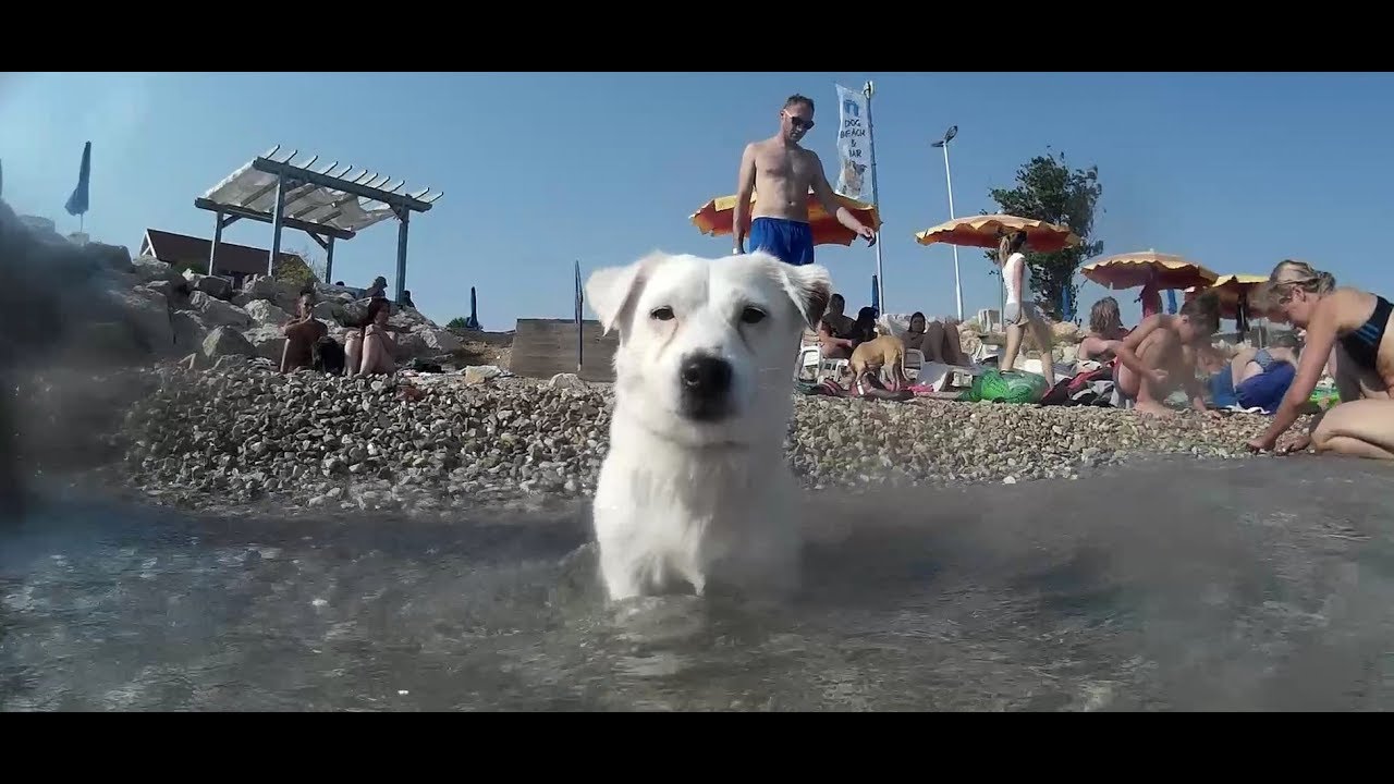 Swimming with puppies - Monty's dog beach and bar, Croatia