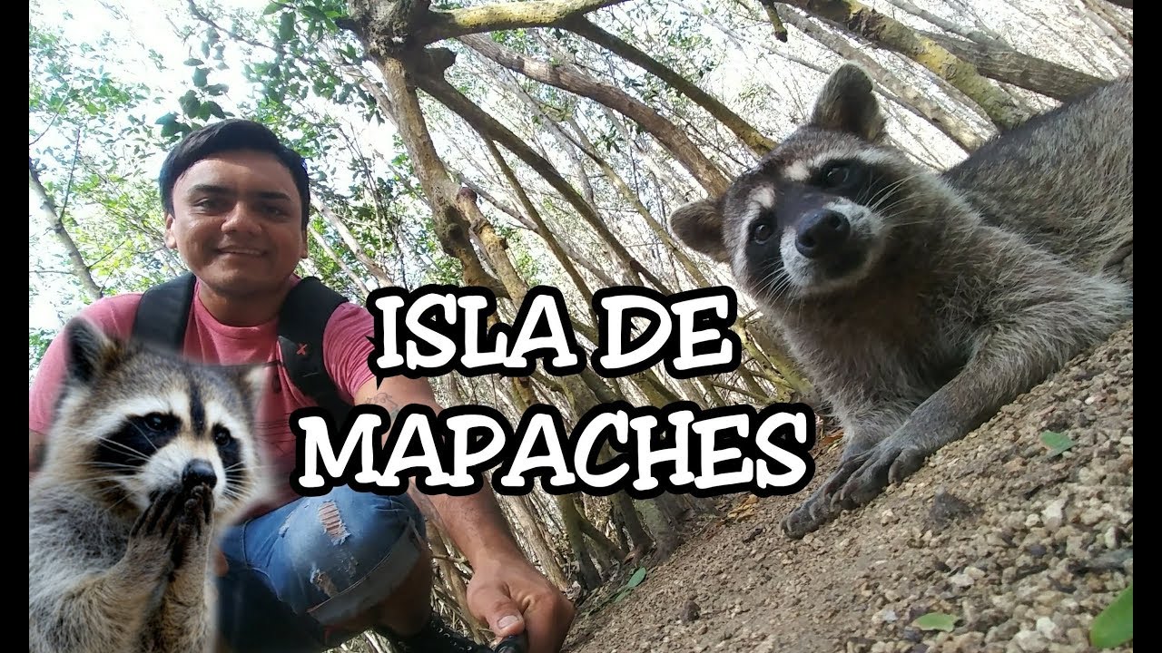 Mapaches en el corchito| reserva ecol&oacute;gica  #ElCorchito #ProgresoYucatan