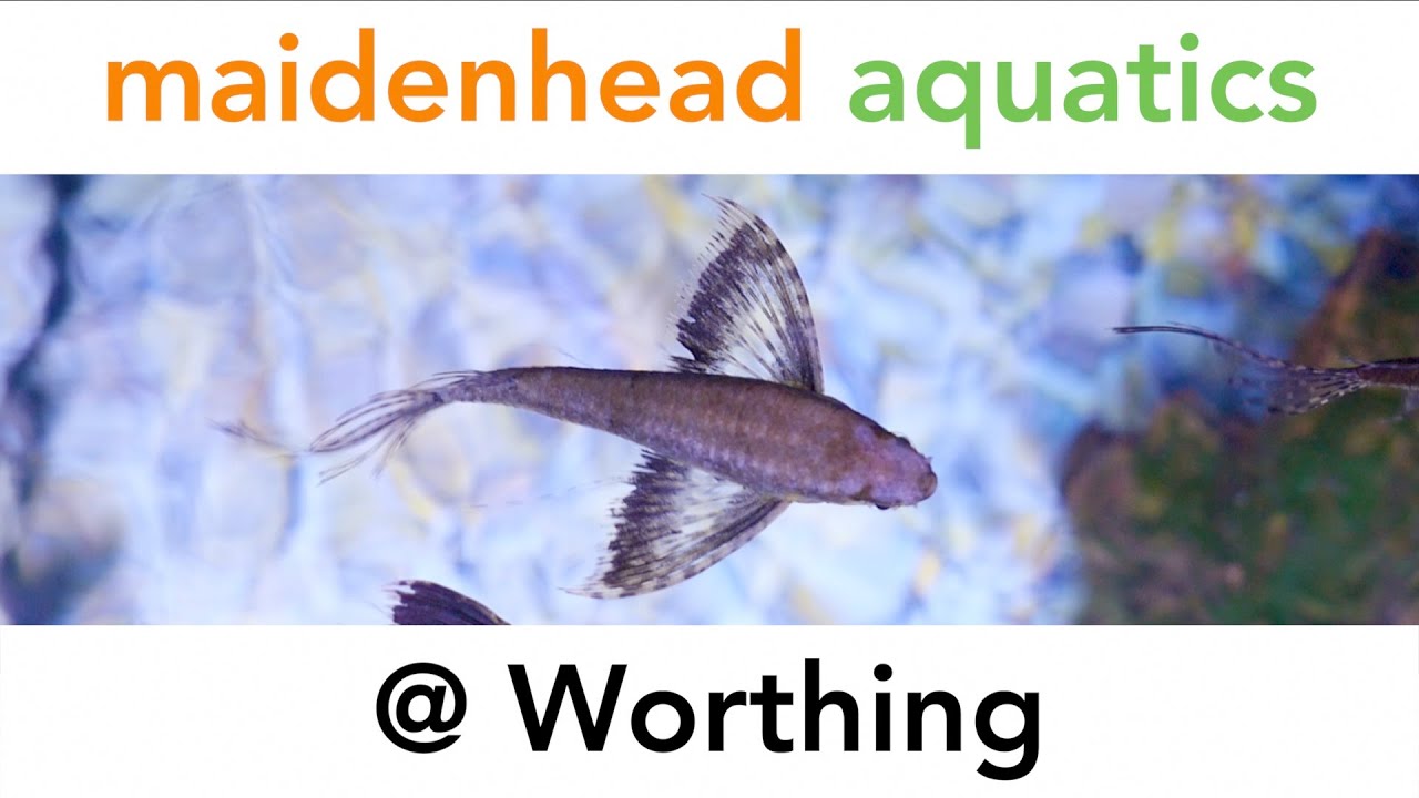 Maidenhead Aquatics @ Worthing