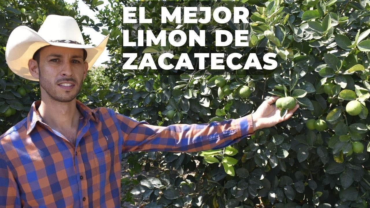 Gana terreno el limón persa en Zacatecas. Persian lemon gains ground in Zacatecas.