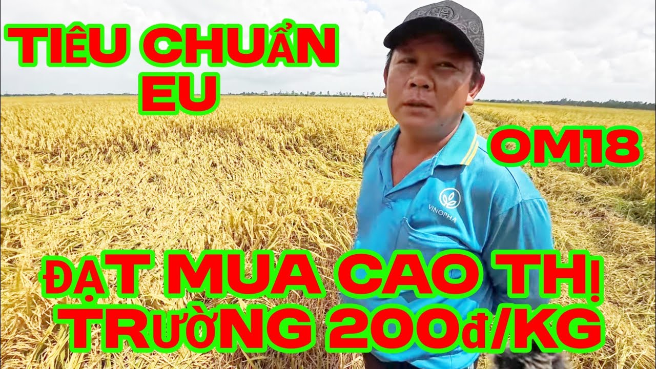 thu hoach lúa om18 sản xuất theo tiêu chuẩn EU  nếu đạt Công Ty mua cao hơn thị trường 200đ/kg