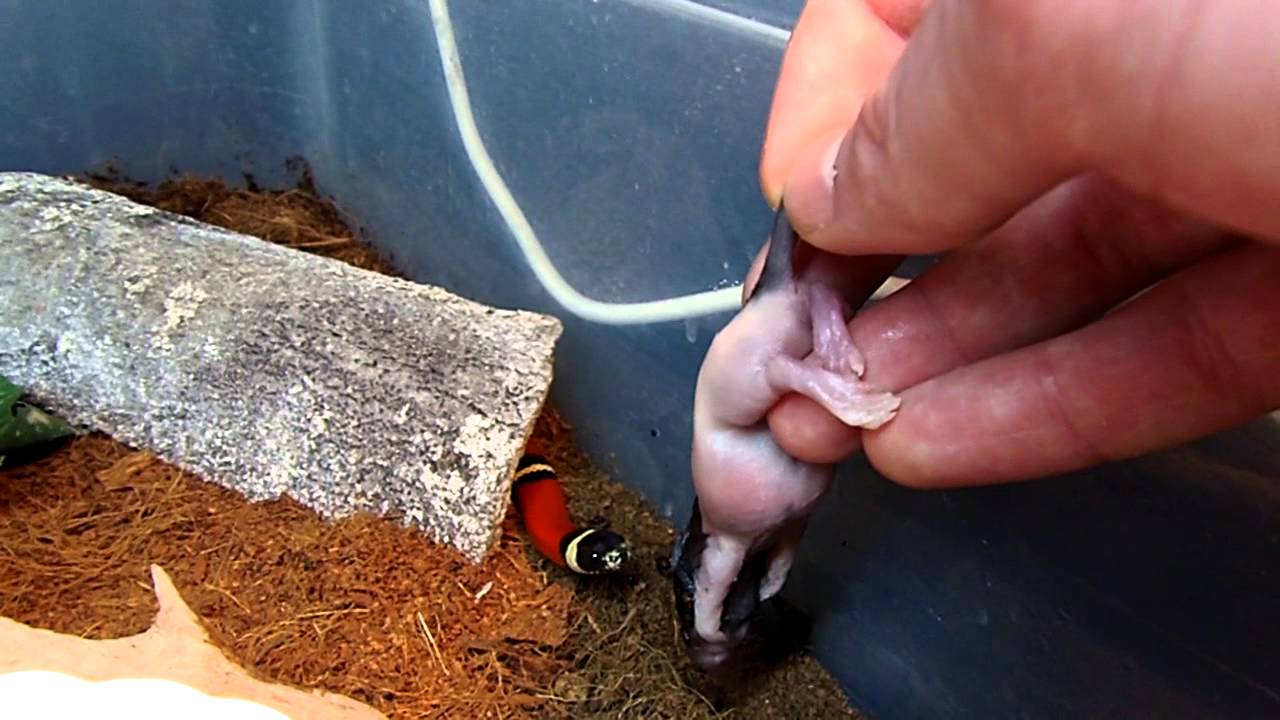 Feeding Lampropeltis t. sinaloae