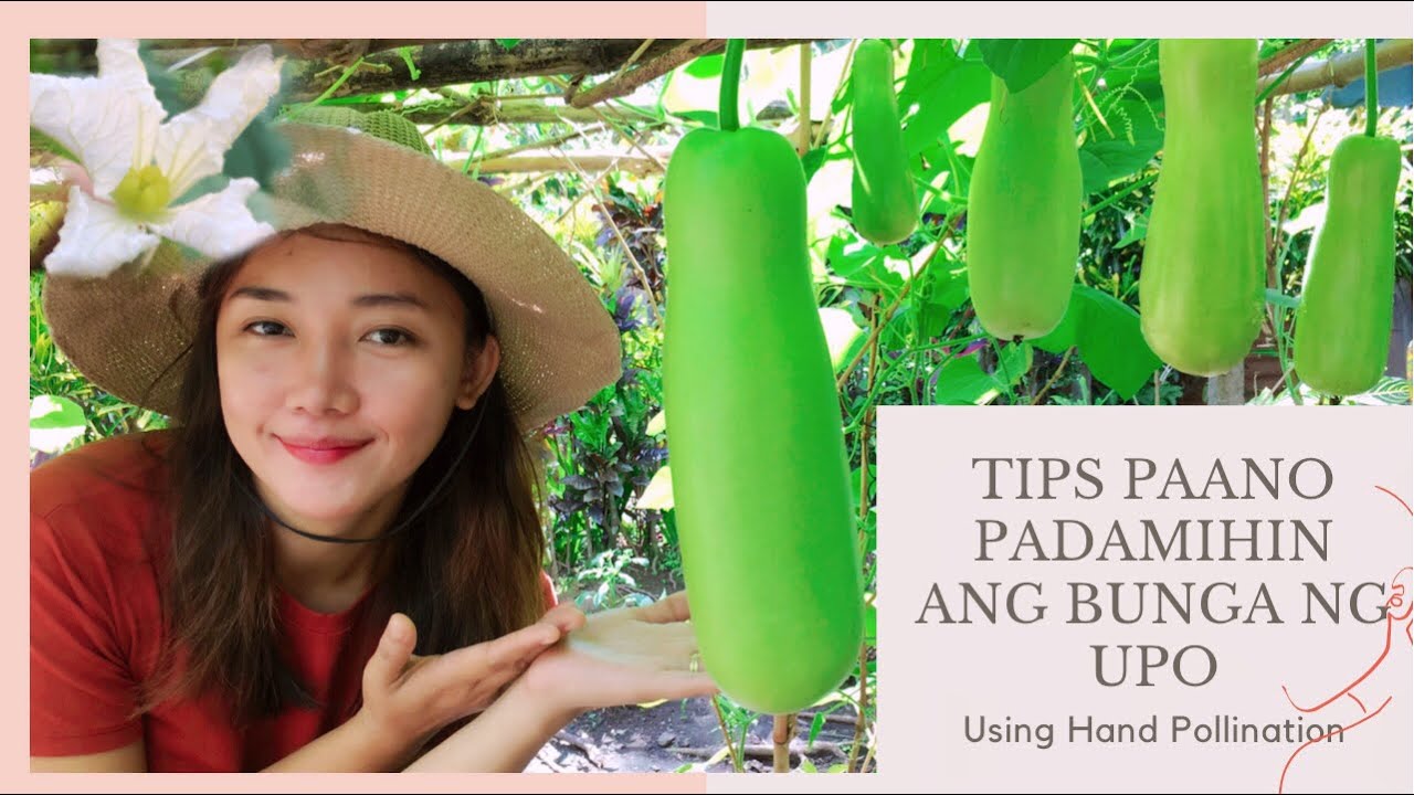 TIPS KUNG PAANO PADAMIHIN ANG BUNGA NG UPO O BOTTLE GOURD |Hand Pollination