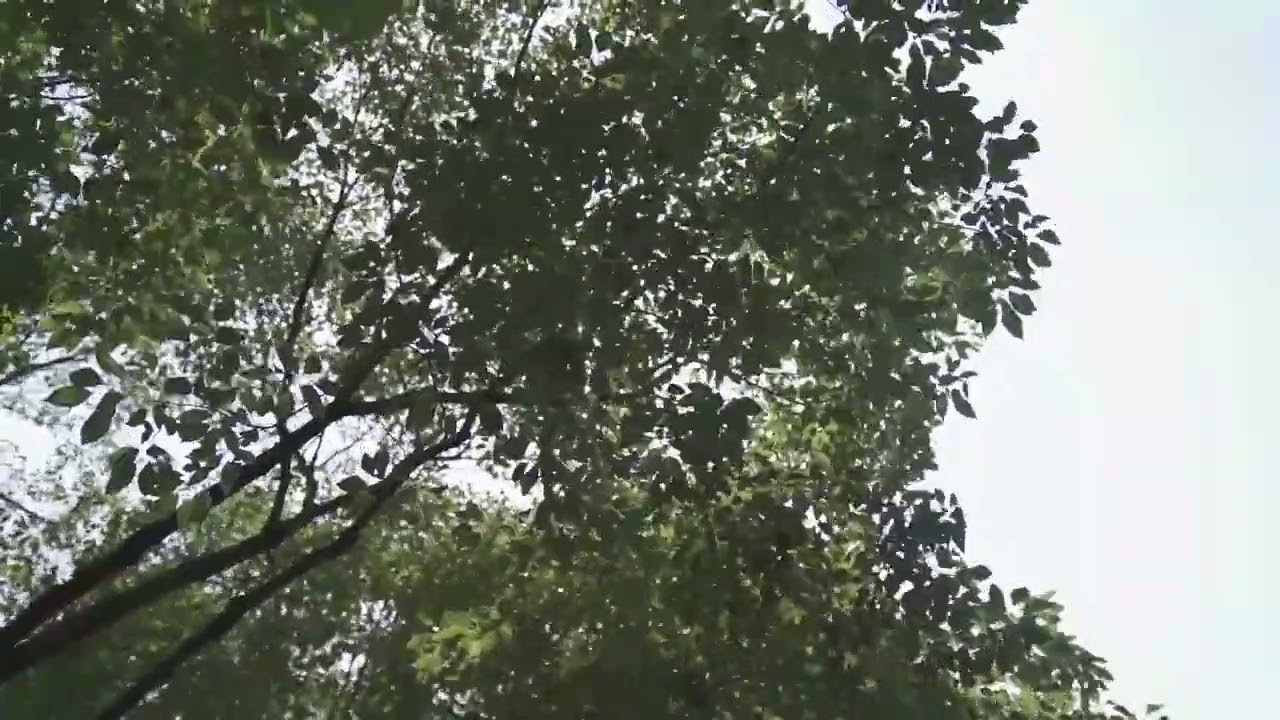 The Branches and the Leaves