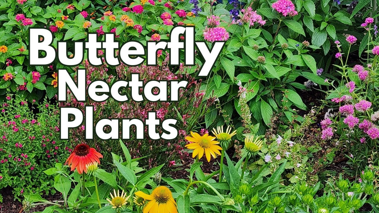 Butterfly nectar plants | #butterfly #hummingbird #pollinators 🦋🐛 | Texas Gulf Coast Zone 9b