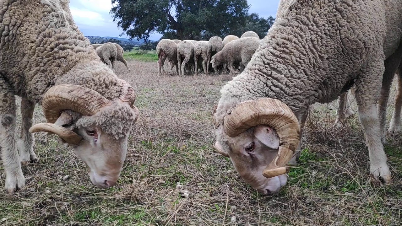 Rebaño de Ovejas comiendo en plena cubrición