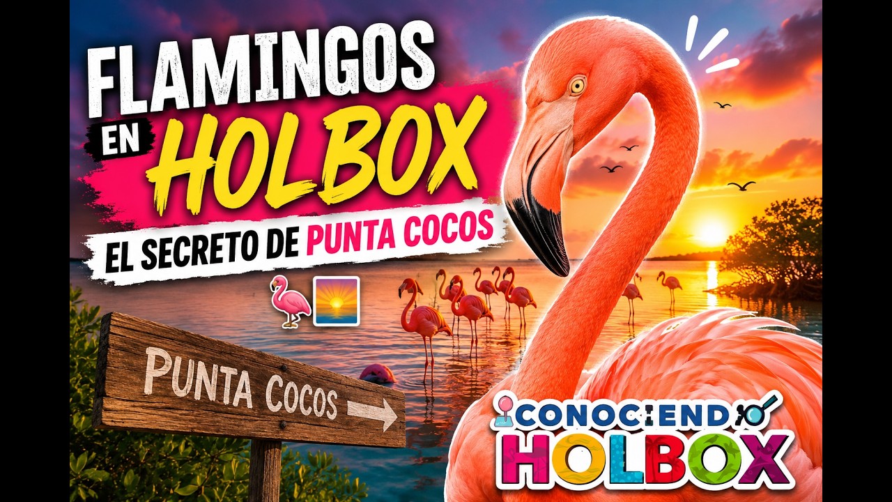 Flamingos en Holbox: El Secreto de Punta Cocos 🦩🌅
