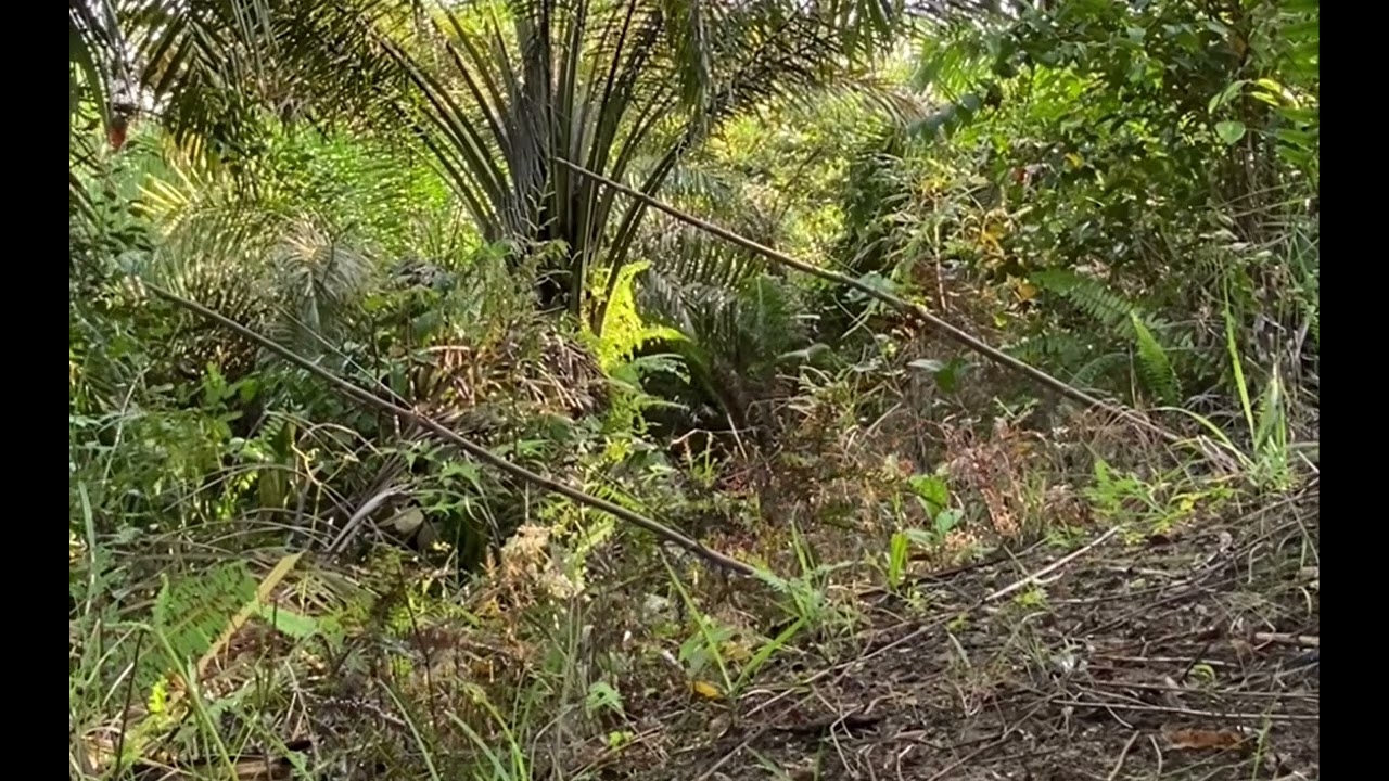 PIKAT MURAI BATU BORNEO SPOT DI LADANG AMAY CRAWING HASILNYA MANTAPPP!!!#muraibatuboreno 