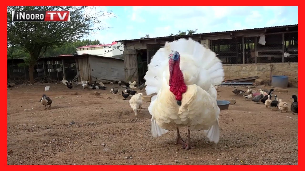 Uriithia wa nyoni itiganite mugunda-ini wa Ziwani, Ngoliba Kiambu-MUGAMBO WA MURIMI PART 2