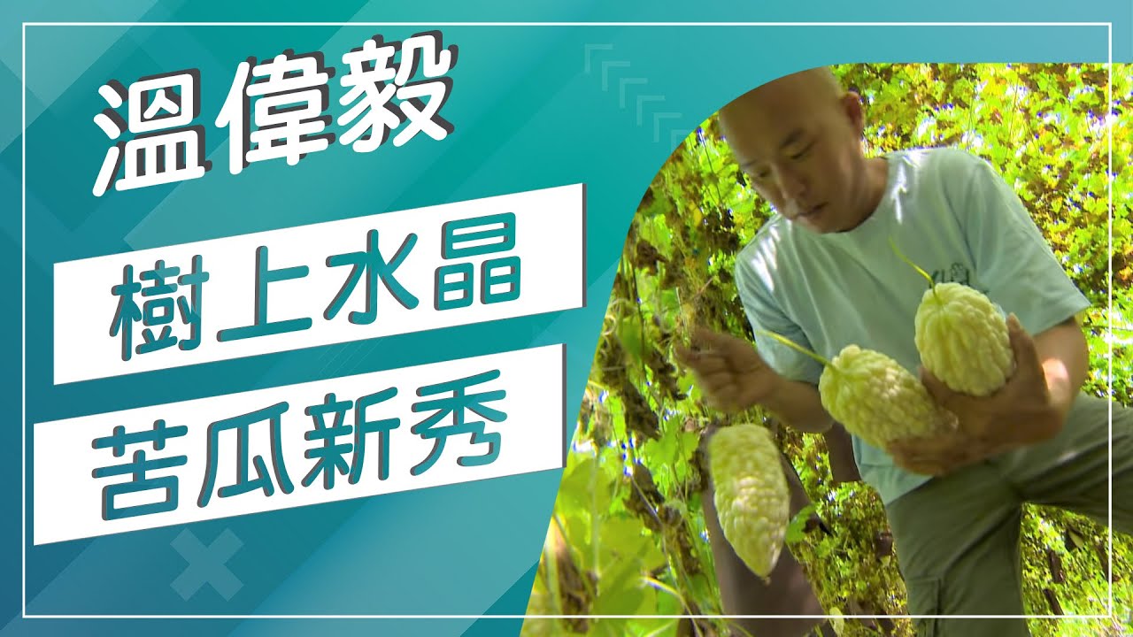 草地狀元-夏天就要這樣吃 水晶苦瓜VS紅毛筍(20170612播出)careermaster / Bitter Gourd & Bamboo