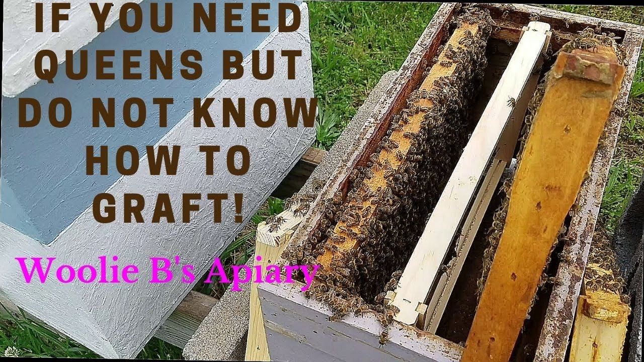If You Need Queens but Do Not Know How To Graft!