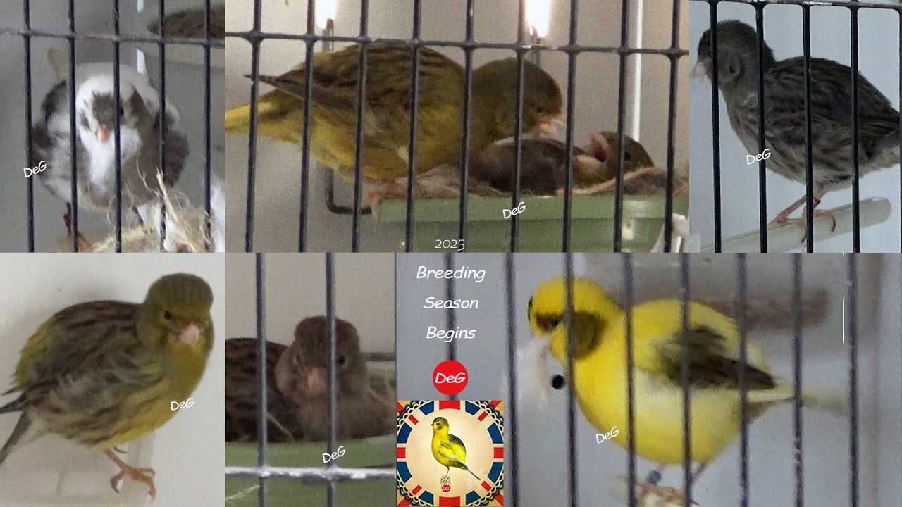 2025 breeding season started