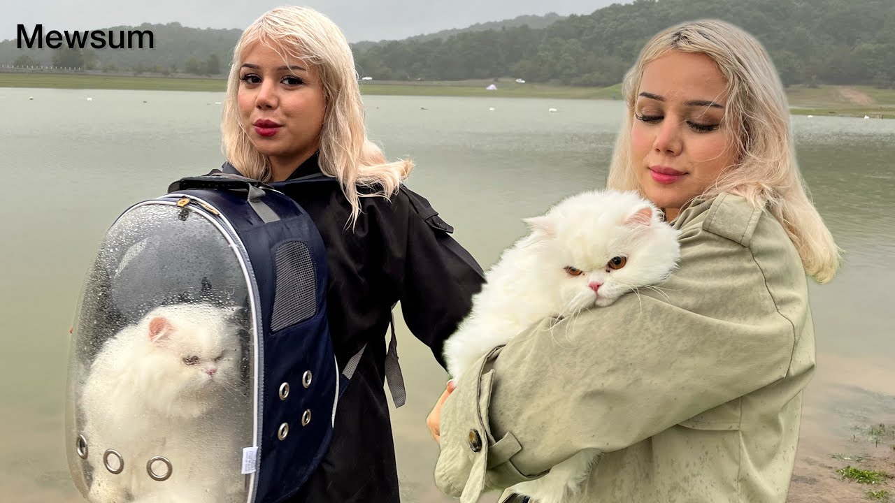 Walking a Cat in the Wild with a Backpack Carrier?![nature and rainy vibe]