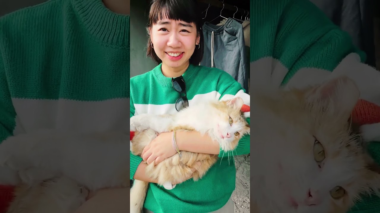 阿嬤家的喵喵｜天使貓 #shorts #阿嬤家 #cat #cute