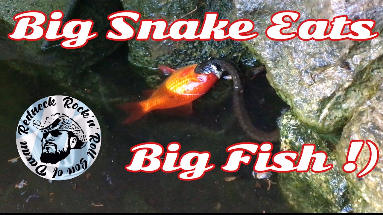 Schlange frisst Goldfisch, snake eyes, snake swallows koi, snake eats fish, Gartenteich Abenteuer